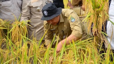 Sekda Ketapang Hadiri Panen Raya dan Serahkan Bantuan Alat Pertanian