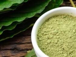 Tidak Hanya Tingkatkan Perekonomian di Kalbar, Kratom Juga Sebagai Paru-paru Dunia
