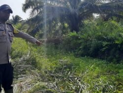Seorang Pekerja Sawit di Ketapang Diterkam Buaya, Luka Gigitan di Sekujur Tubuh