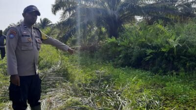 Seorang Pekerja Sawit di Ketapang Diterkam Buaya, Luka Gigitan di Sekujur Tubuh