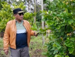 Mirip Jati Ternyata Kopi, Bupati Citra Jadi Penasaran