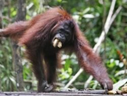 Warga Pelang Ketapang Diserang Orangutan yang Kehilangan Habitat karena Karhutla