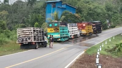 Dugaan Monopoli Pasokan Babi ke Kalbar, Pengusaha Kecewa Surat Edaran Gubernur