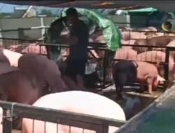 KSOP Tutupi Pihak Pengarah Bongkar Muat 844 Ekor Babi di Dermaga Kubu Raya