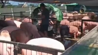 Terkait Bongkar Muat 844 Ekor Babi Tanpa Izin, Ini Penjelasan Kadisbunak Kalbar