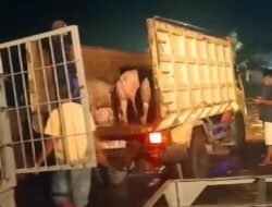 Bongkar Muat 844 Ekor Babi Tanpa Izin, KSOP Pontianak Lakukan Penyidikan
