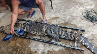 Geger, Buaya Muara Panjang 1,5 Meter Muncul di Pemukiman Warga Sungai Rengas Kubu Raya 