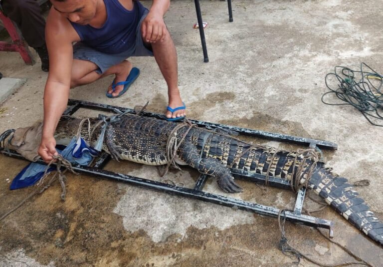 Geger, Buaya Muara Panjang 1,5 Meter Muncul di Pemukiman Warga Sungai Rengas Kubu Raya 
