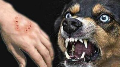 Kasus Rabies Menggila di Landak, Seorang Anak Meninggal Dunia Setelah Digigit Anjing