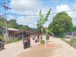 Jalan Berlubang Tak Diperbaiki, Warga Sintang Tanam Pohon Pisang di Tengah Jalan