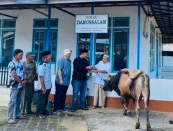 Sekda Ketapang Kurban Seekor Sapi di Kelurahan Sukaharja