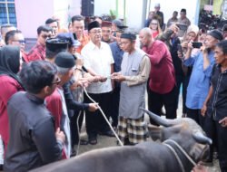 Lasarus Serahkan 3 Ekor Sapi Kurban di Menyumbung Tengah Sintang