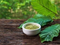 Kratom Bukan Narkoba, Petani Kapuas Hulu Harap Jokowi Segera Beri ‘Stempel’ Legal