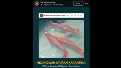 Aktivis Dorong Usut Tuntas Dugaan Pemalsuan Dokumen dan Penyelundupan 9 Ekor Ikan Arwana