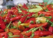 Harga Cabai Rawit di Landak Melonjak, Tembus Rp 120 Ribu per Kilogram