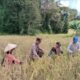 Panen Padi Bersama Bhabinkamtibmas Polsek Kota Baru Desa Bina Karya
