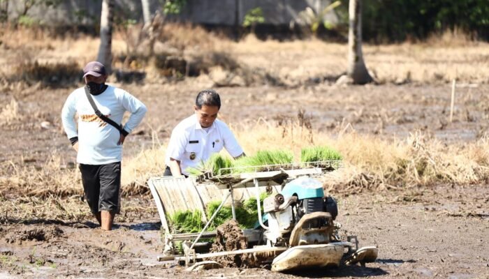 Dari Sawah Kota untuk Negeri: Pontianak Menanam Harapan Lewat Padi