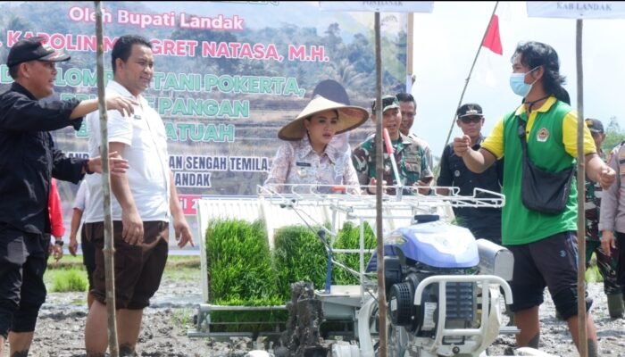 Bupati Landak Karolin Tanam Padi Perdana di Lokasi Optimalisasi Lahan Desa Andeng