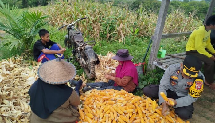 Jagung Tumbuh, Harapan Menyatu: Panen Perdana di Dedai, Simbol Ketahanan dan Kebersamaan