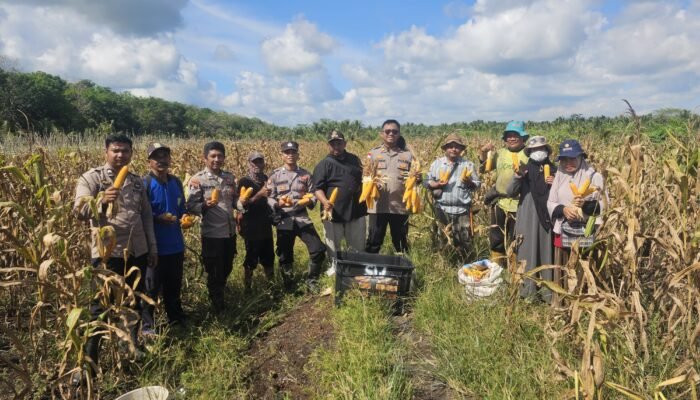 Polsek Jawai Sukses Panen Jagung Perdana, Wujud Komitmen Polri Dukung Program Ketahanan Pangan