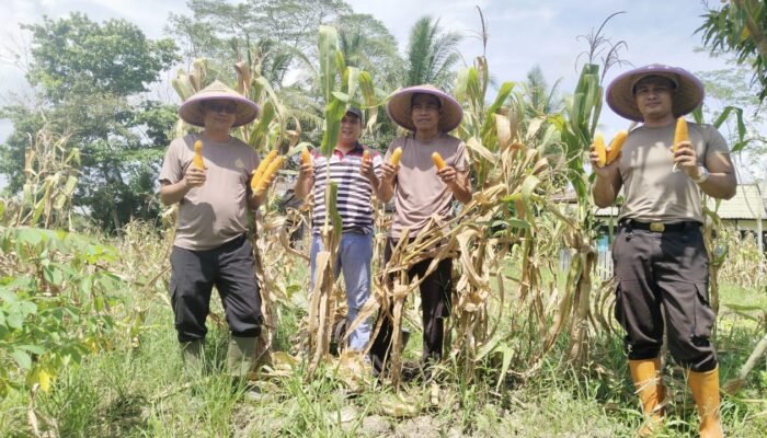 Luar Biasa, Polsek Tekarang Sukses Panen Jagung Perdana