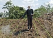 Ikut Bertani dan Semprot Rumput, Kapolres Landak Ajak Masyarakat Mandiri Pangan