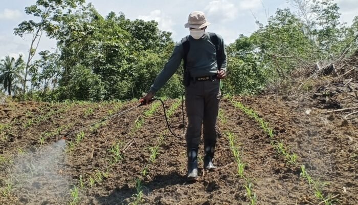 Ikut Bertani dan Semprot Rumput, Kapolres Landak Ajak Masyarakat Mandiri Pangan