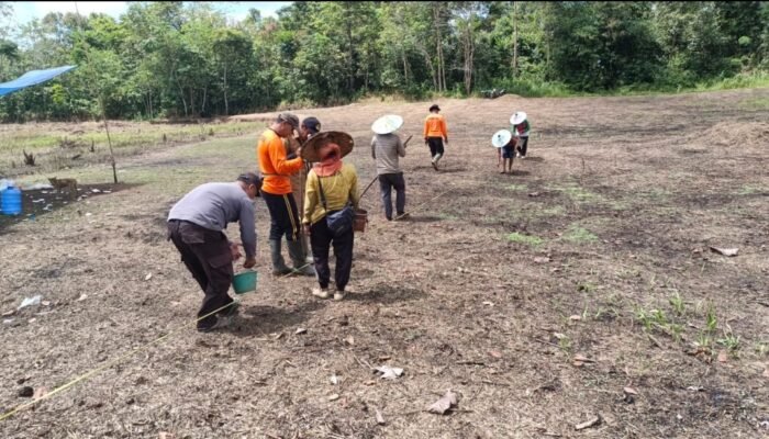 Polsek Meranti Tanam Perdana Jagung di Lahan Percontohan
