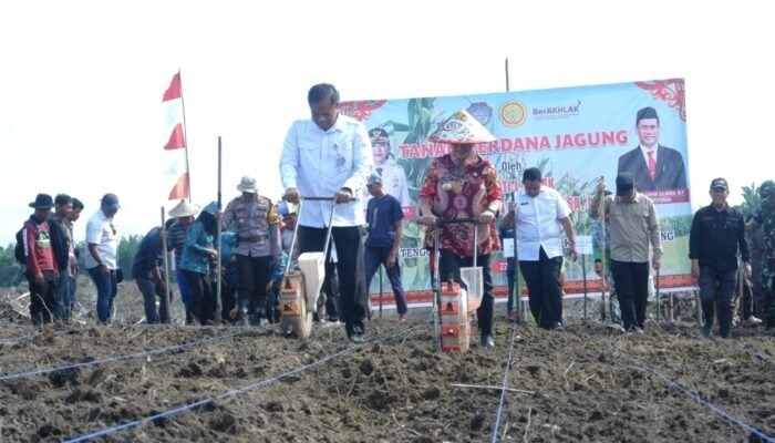 Bupati Karolin Tanam Perdana Jagung Program Ketahanan Pangan di Lahan 20 Hektare