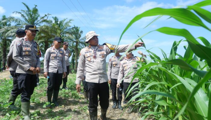 Jagung Tumbuh Subur, Kapolres Landak Optimis Mampu Hasilkan hingga 7 Ton Jagung per Hektare