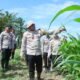 Jagung Tumbuh Subur, Kapolres Landak Optimis Mampu Hasilkan hingga 7 Ton Jagung per Hektare