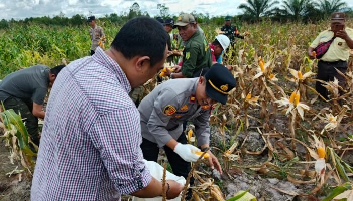 Polsek Tebas Gelar Panen Raya Jagung Serentak Kuartal II