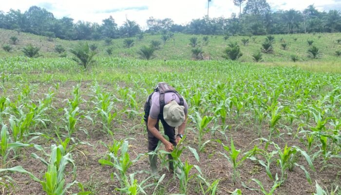 Kapolsek Meranti Tinjau Perkembangan Jagung di Lahan Demplot, Dukung Swasembada Pangan 2025