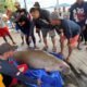 Dugong Mati di Kendawangan, Sinyal Bahaya Bagi Konservasi Laut Kalbar