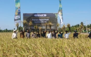 Meningkatkan Produktivitas Padi di Kabupaten Sambas Dengan Varietas IPB-9G