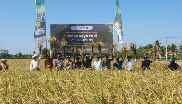 Meningkatkan Produktivitas Padi di Kabupaten Sambas Dengan Varietas IPB-9G