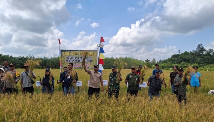 Panen Raya dan Launching Beras Tri Sakti di Sintang, Petani Siap Genjot Produksi