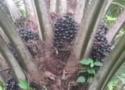 Pemkab Landak Dorong Percepatan Pengurusan HGU Perusahaan Perkebunan Sawit