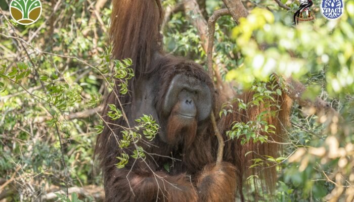 20 Tahun Hidup Terbelenggu Rantai, Jojo Kembali ke Hutan