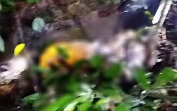 Geger Penemuan Mayat di Kecamatan Tebas, Penasaran Apa Penyebabnya?