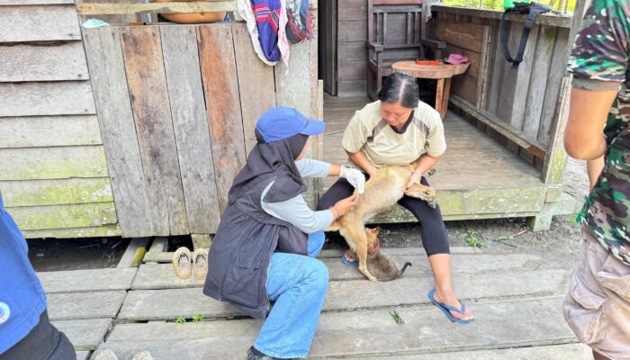 494 Kasus Gigitan Anjing di Sintang, Sejumlah Lokasi Positif Rabies