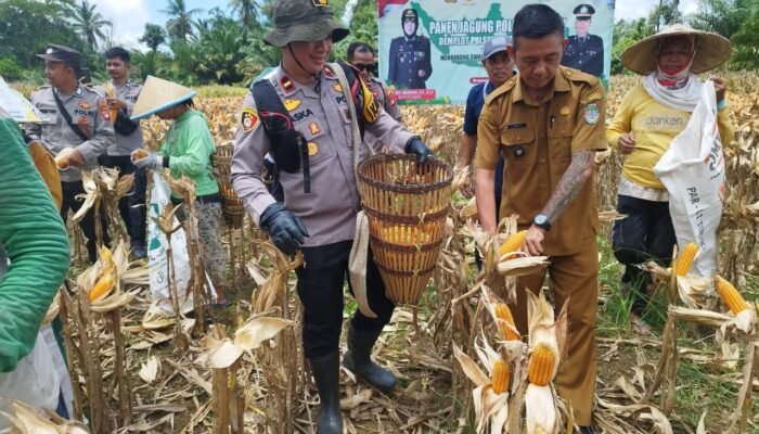 Panen Perdana Demplot Jagung Polsek Mempawah Hulu Capai 5 Ton per Hektare