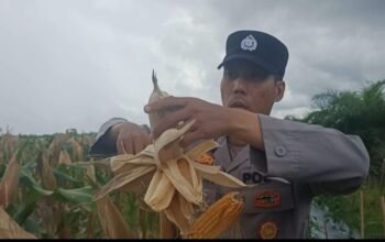 Sinergi Polsek Semparuk dan Petani Dalam Mendukung Ketahanan Pangan Nasional