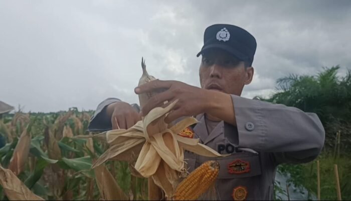 Sinergi Polsek Semparuk dan Petani Dalam Mendukung Ketahanan Pangan Nasional