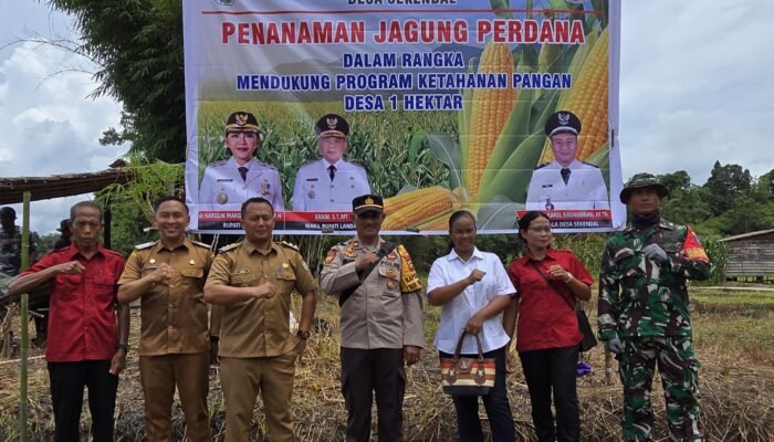 Program 1 Desa 1 Hektare Jagung Desa Sekendal Landak Diharapkan Bisa Jadi Percontohan Warga