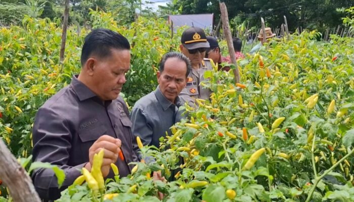 Anggota DPR RI Paolus Hadi Bantu Beni Padi dan Jagung Pada Petani Sintang