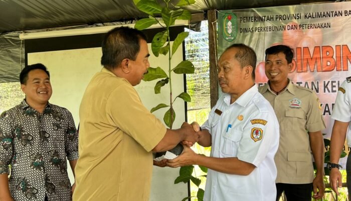Kopi Liberika Bakal Jadi Unggulan di Melawi