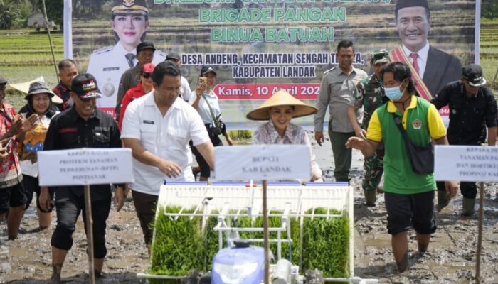 LTT Sawah Landak Tertinggi di Kalbar, Bupati Karolin Sebut Bulan Oktober Hampir 15 Ribu Hektare