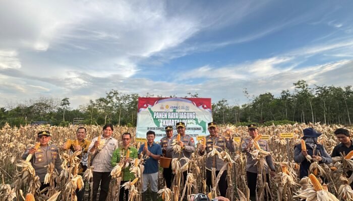 Sukses Panen Jagung Kuartal IV di Desa Sungai Baru, Polres Sambas dan Masyarakat Dukung Ketahanan Pangan