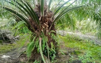 “Ninja Sawit” Beraksi, Petani Sawit di Sajingan Besar Merasa Tidak Aman